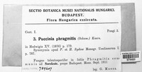 Puccinia phragmitis image
